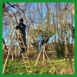 Pflegearbeiten an Kopfweiden mit Leiter